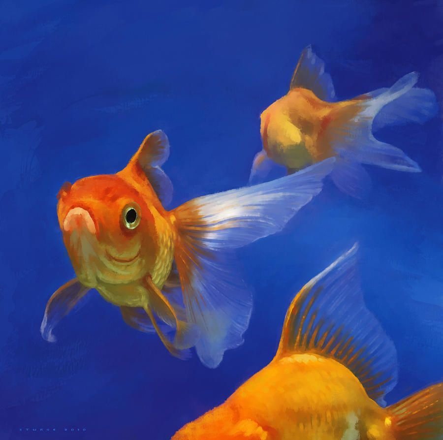 Картинки золотых рыбок