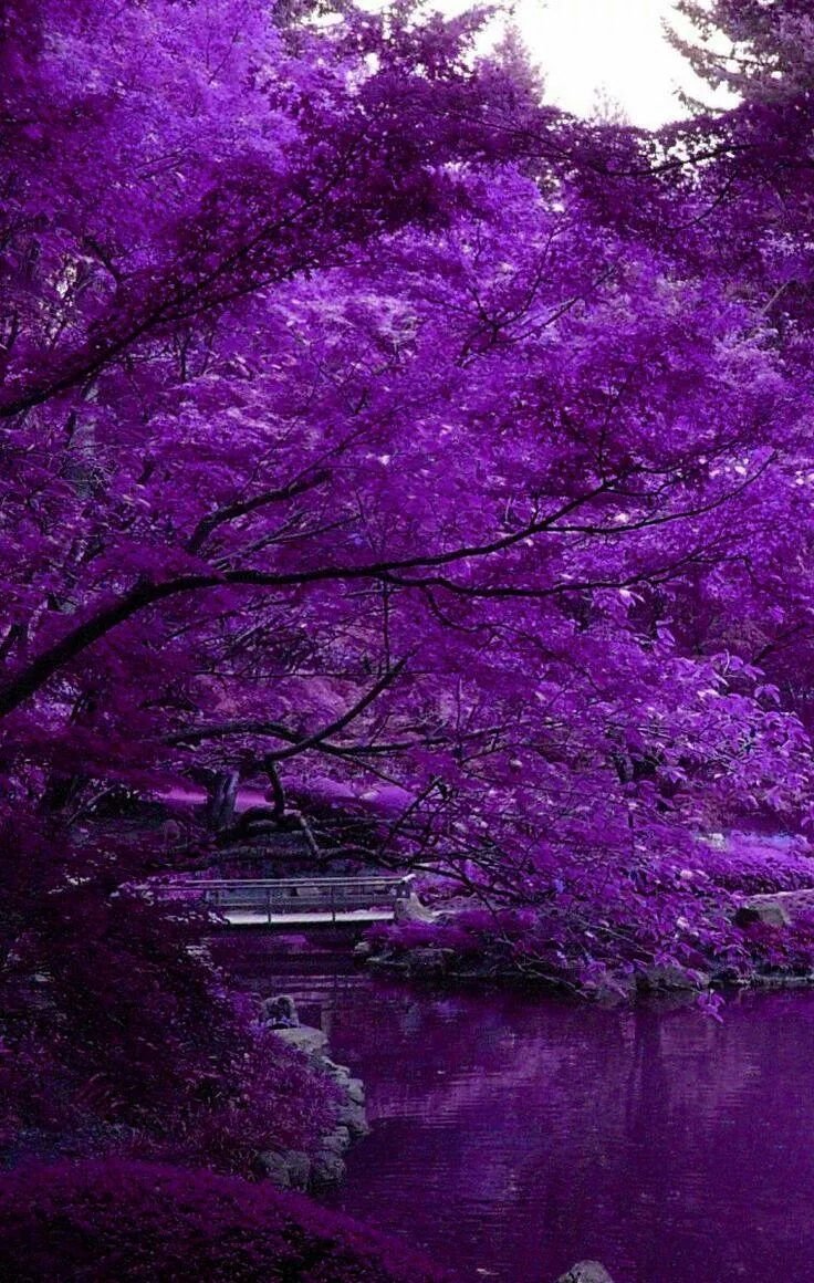 Красивый фиолетовый цвет