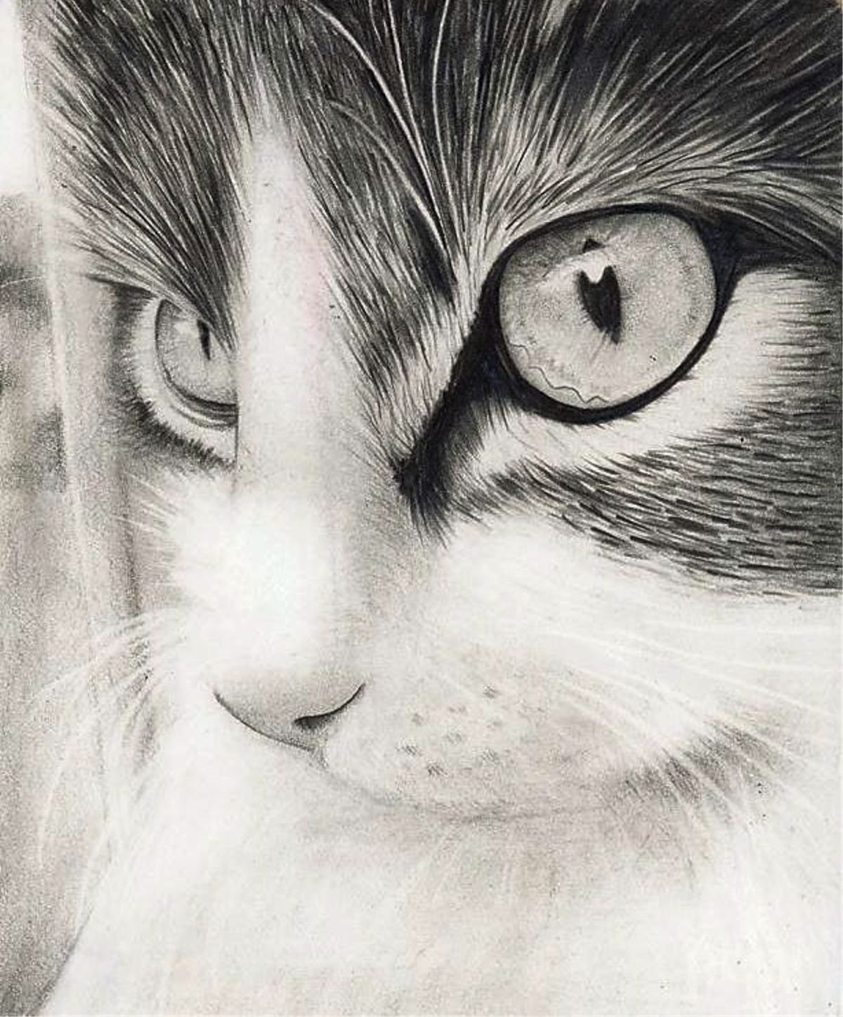 Всякие нарисованные картинки. Красивые рисунки. Красивые рисунки карандашом. Кошка карандашом. Рисунки котов карандашом.