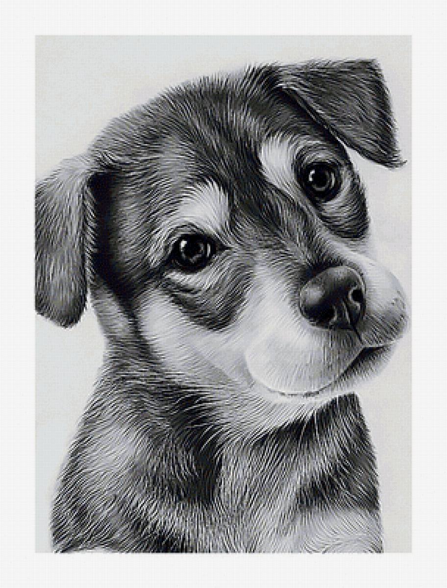 Картинки для срисовки собаки простым карандашом
