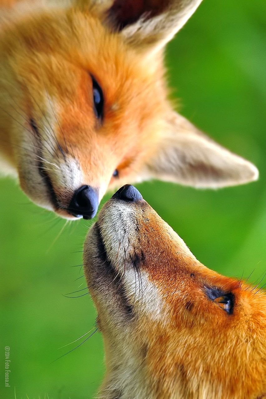 Милые лисички