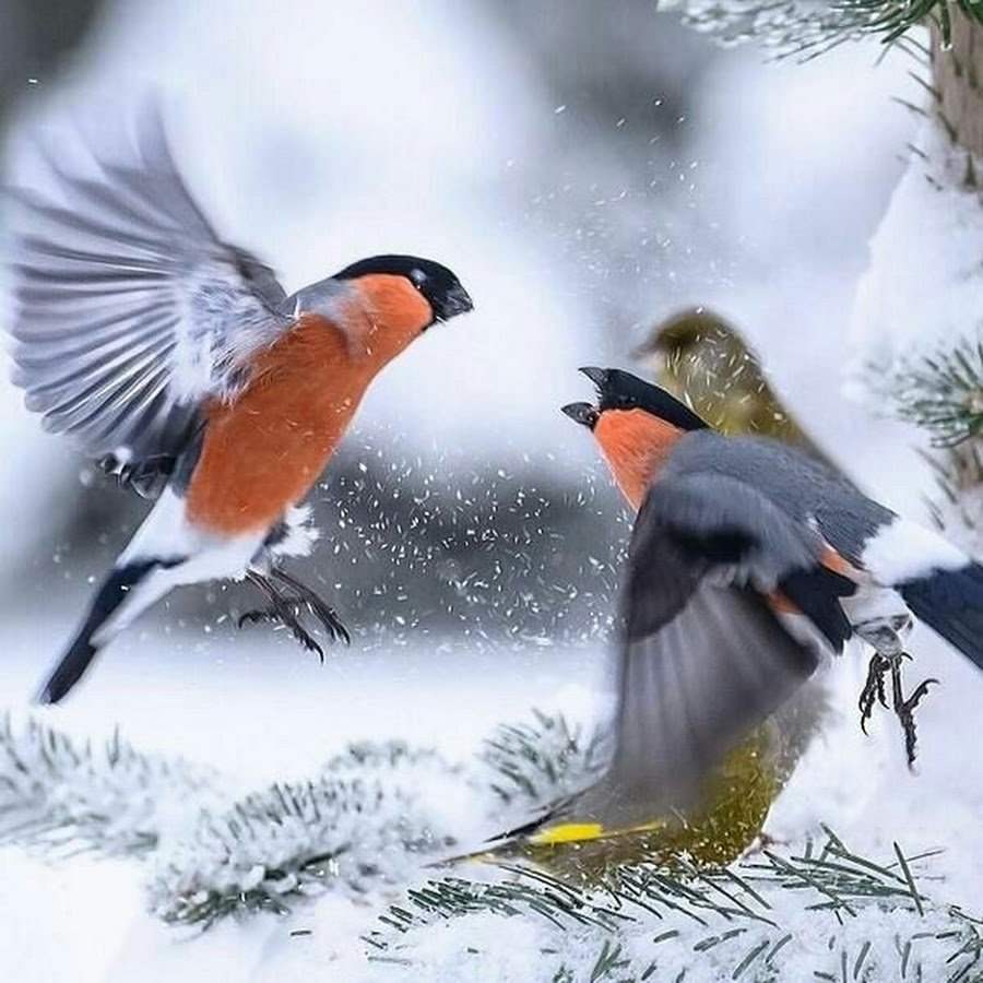 Зимние птицы в полете