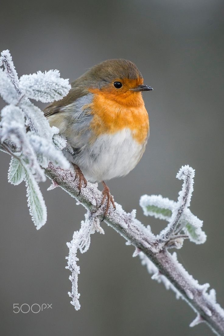 Красивые зимние птички
