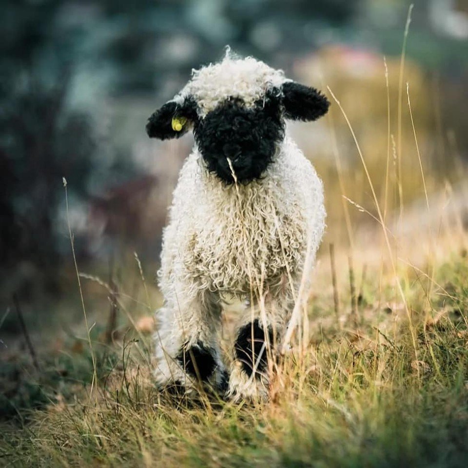 Валлийские черноносые овцы