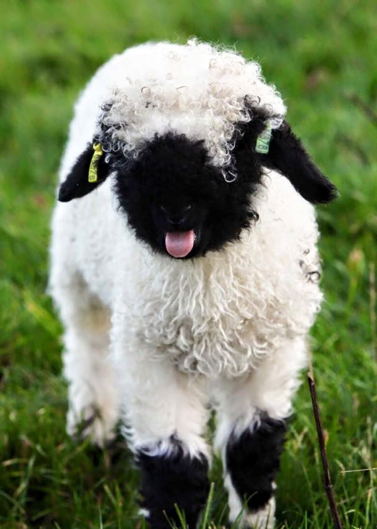 Валлийская черномордая овца