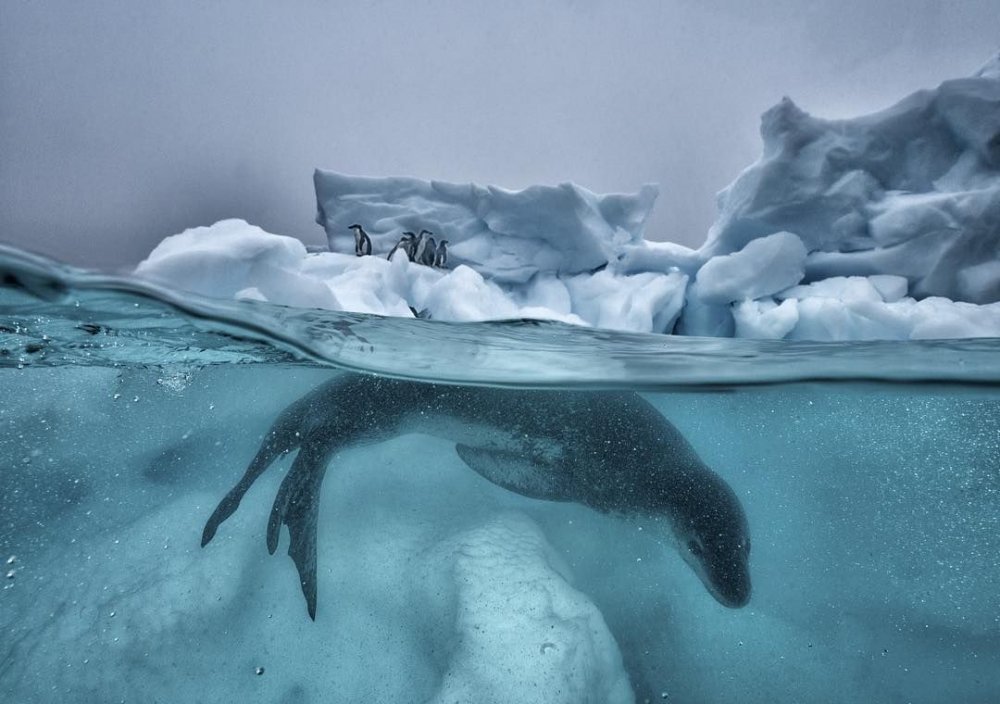 Морской леопард National Geographic