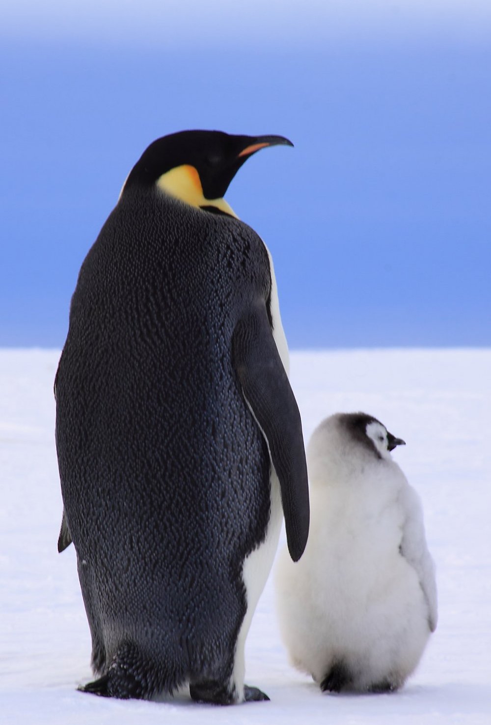 Животные Антарктиды Императорский Пингвин