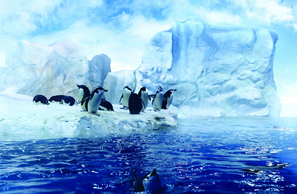 Антарктида природа и животные