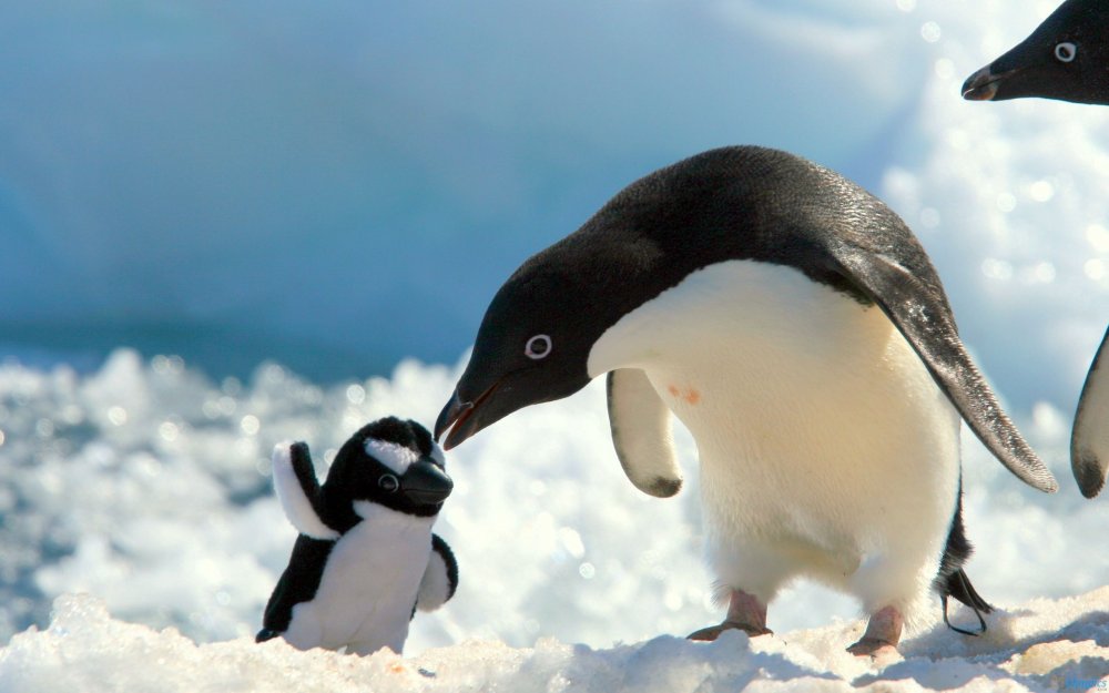 Антарктический Пингвин , в Антарктиде .