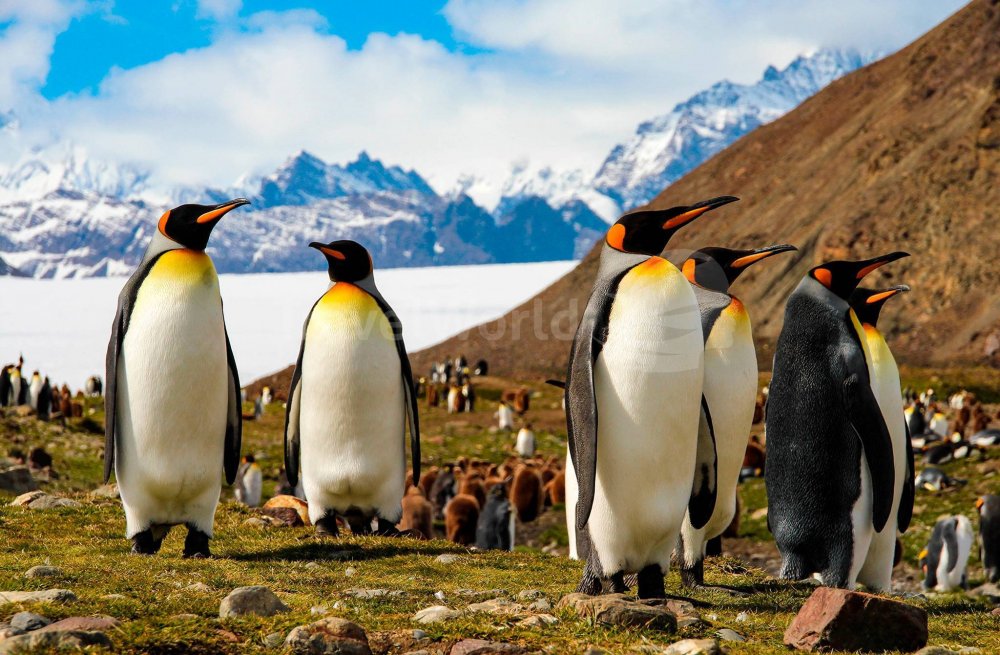 Пингвины в Арктике или в Антарктиде