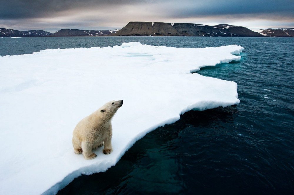 Антарктика тюлень Уэдделла