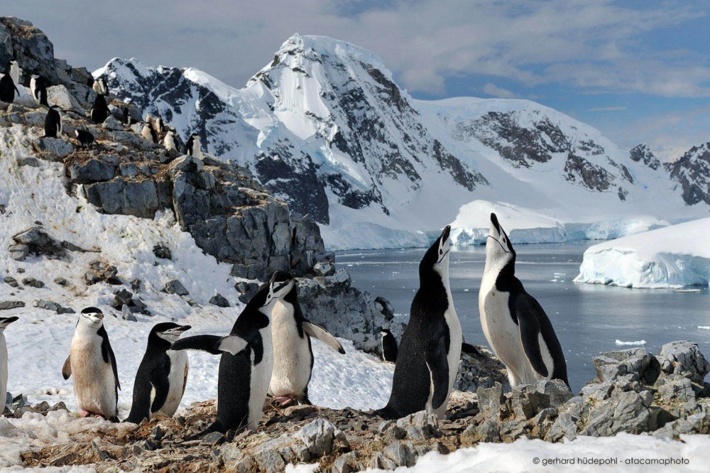 Животные мир Антарктиды