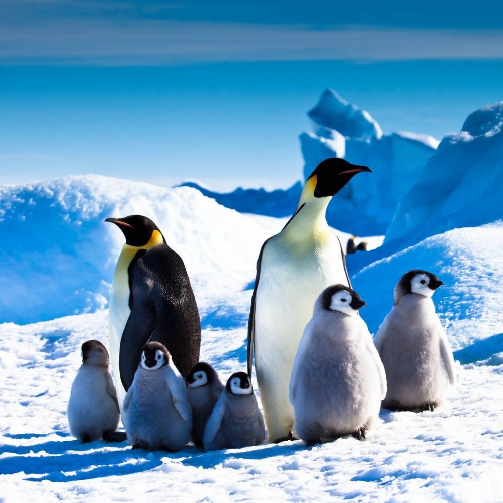 Териберка пингвины