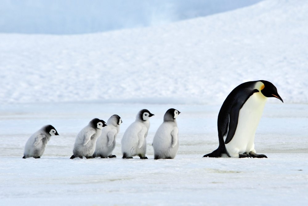Мир животных пингвины