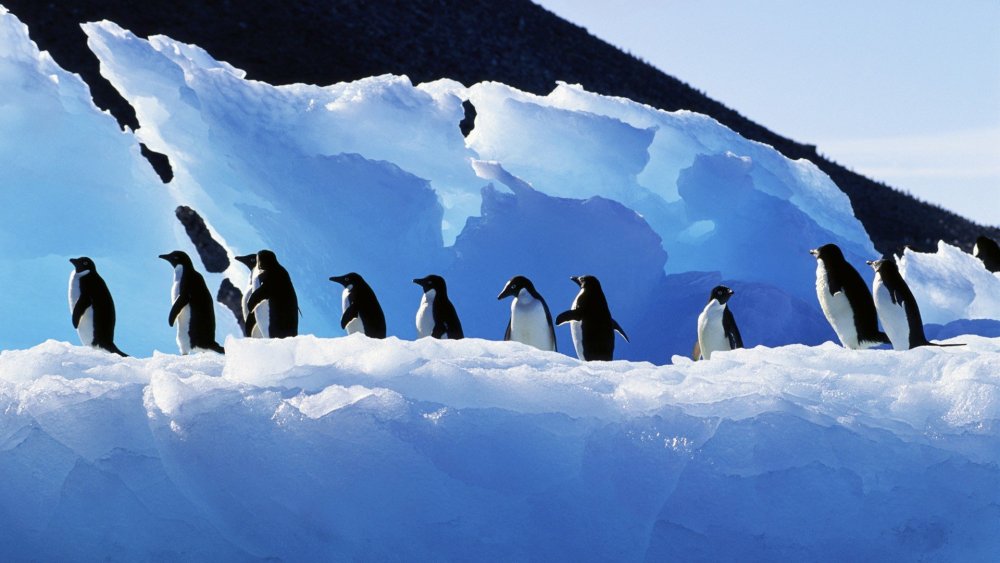 Животные Северного Ледовитого океана пингвины