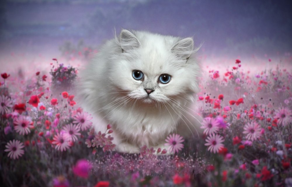 Милые котята в цветах