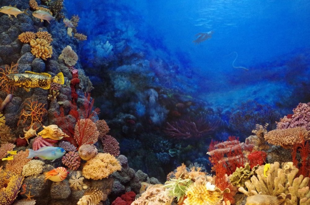 Подводный мир океана коралловый риф