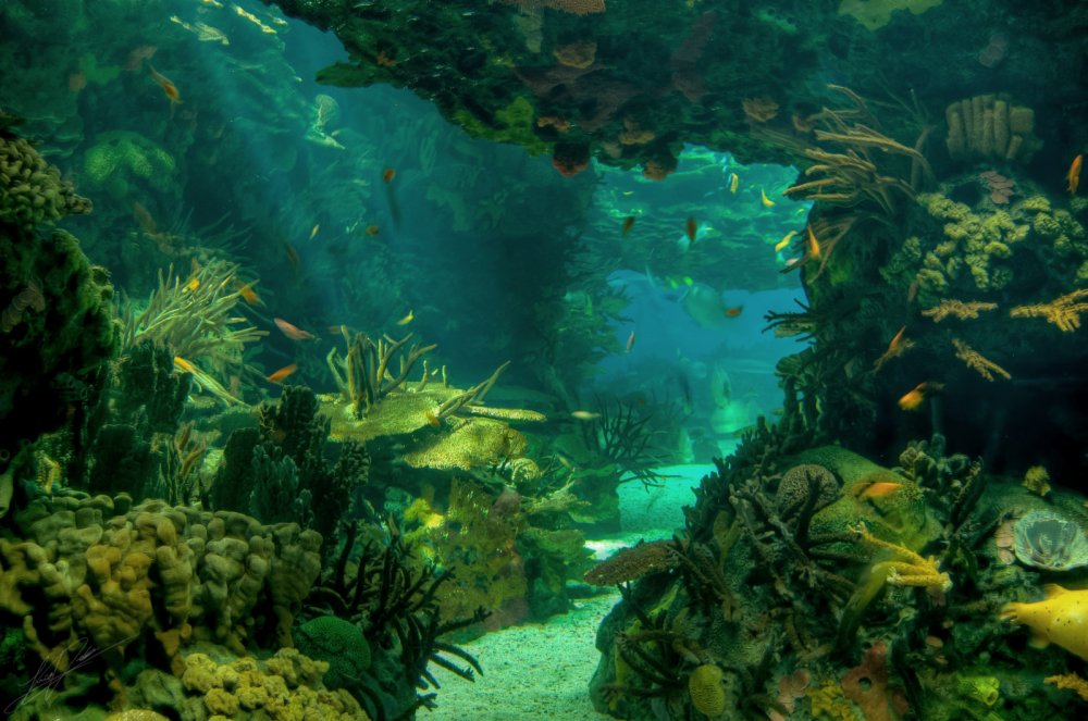 Морские подводные пейзажи