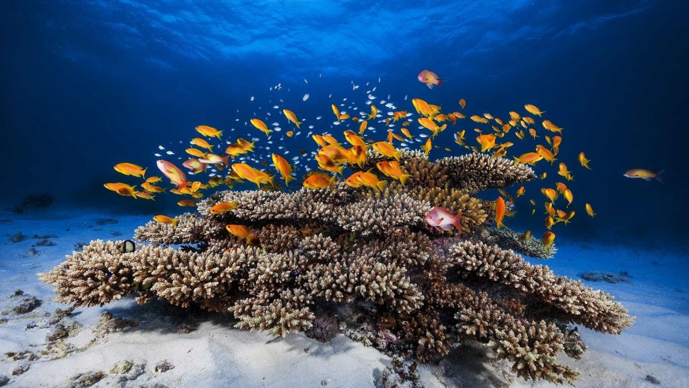 Морские красоты подводный мир