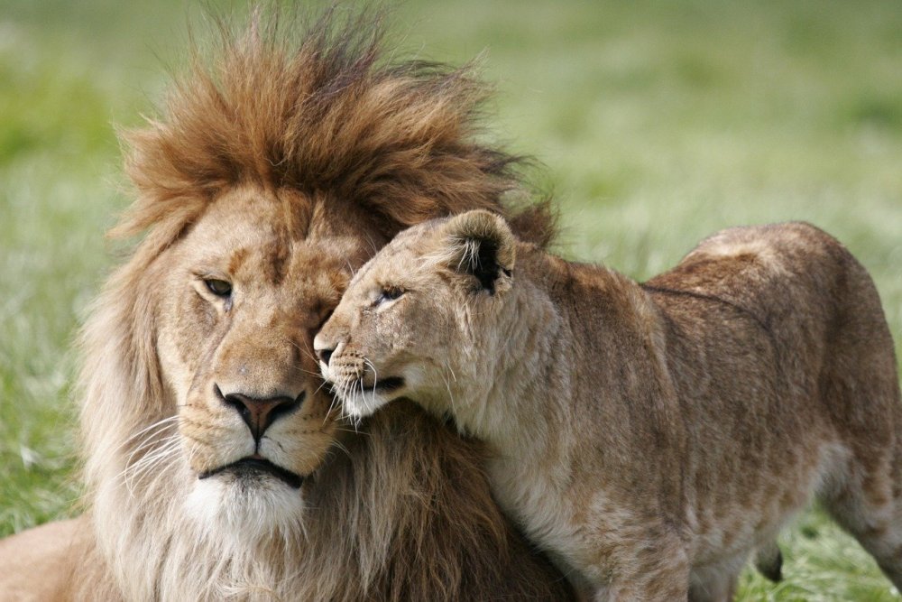 Африканский Лев и львица