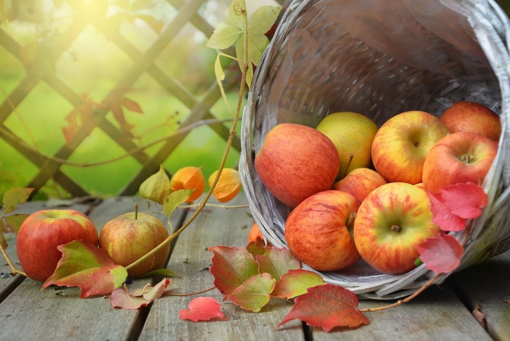 Натюрморт яблоки и листья