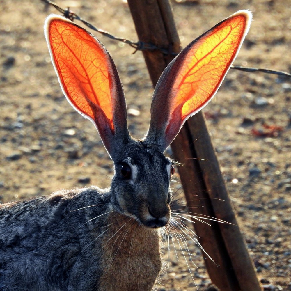 Антилоповый заяц (Lepus alleni)