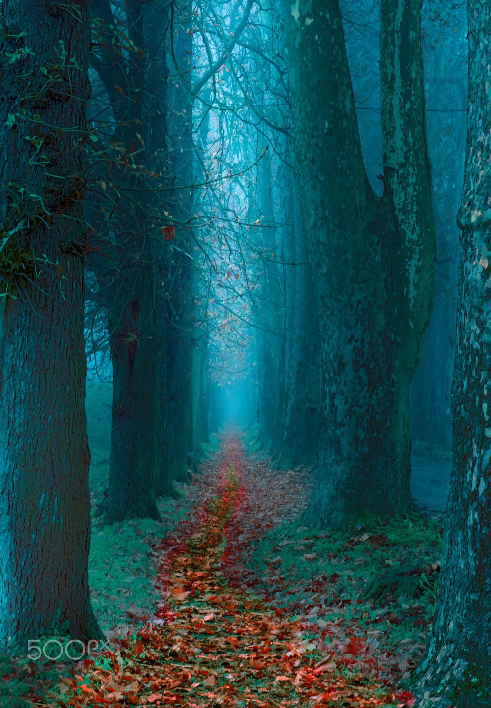 Таинственный Волшебный лес