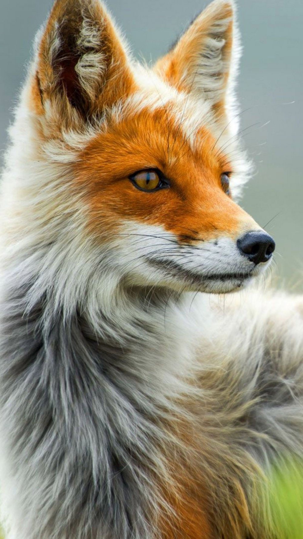 Красивые лисы