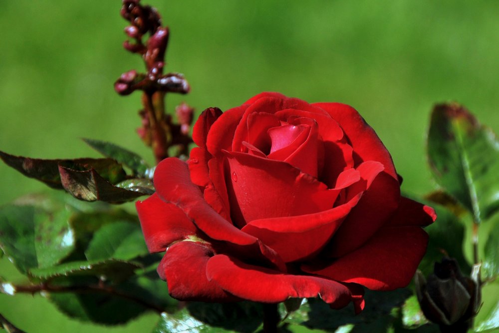 Самые красивые розы