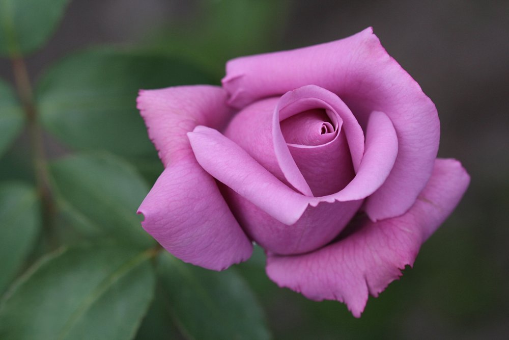 Фиолетовая роза бутон
