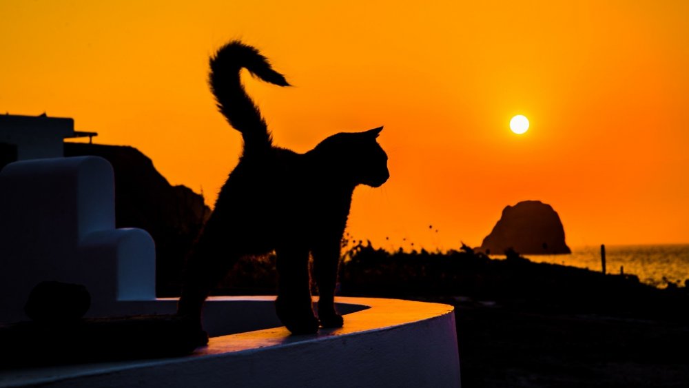 Кошка на фоне заката