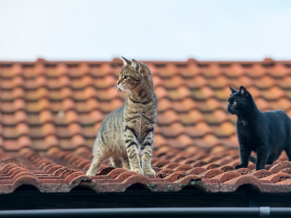 Кот на черепичной крыше