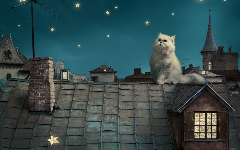 Кошка на крыше дома