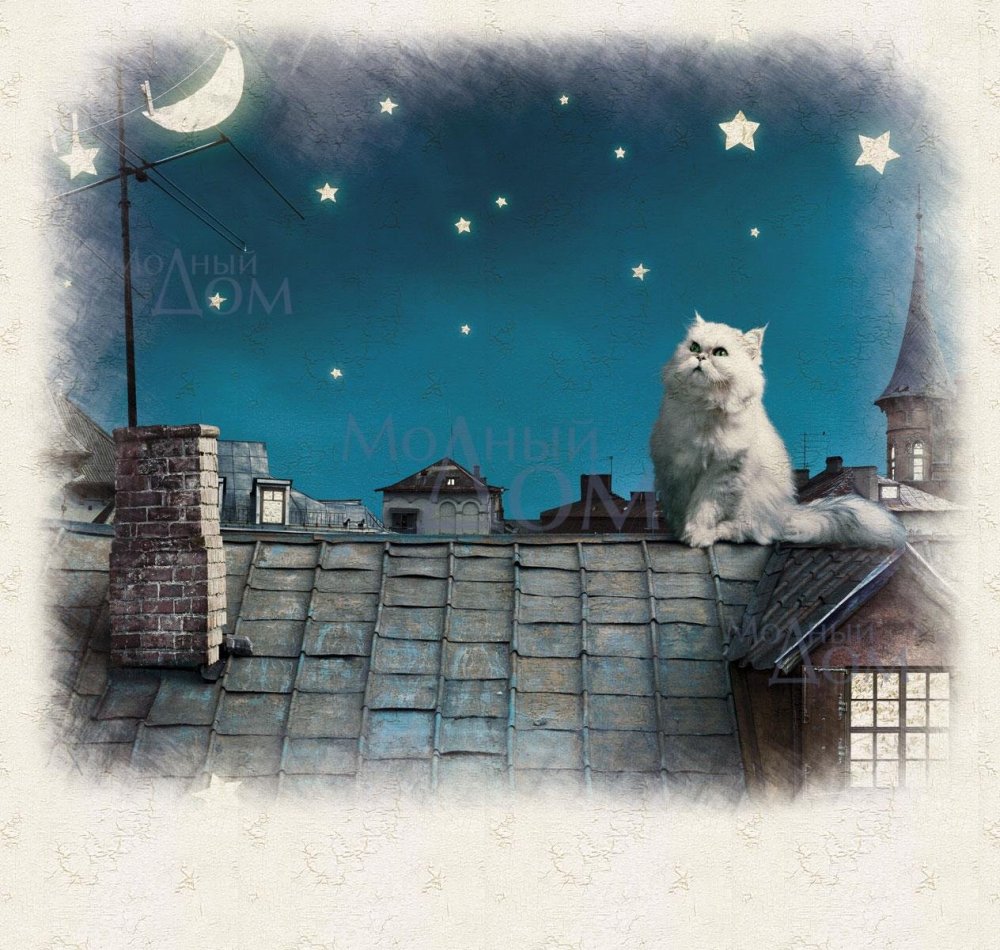 Белый кот на крыше