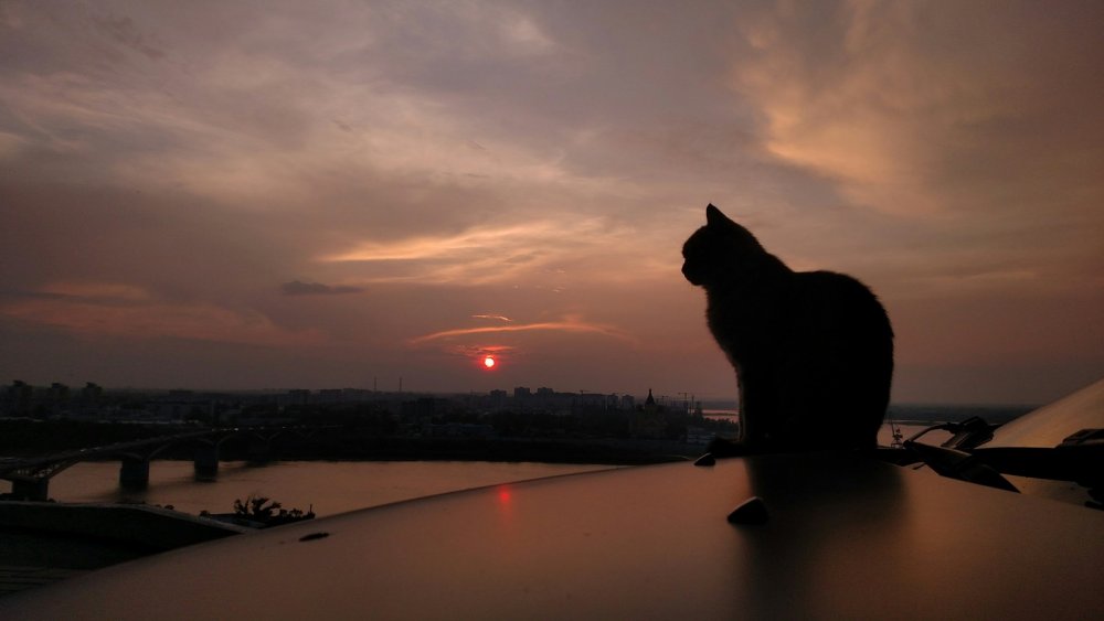 Кот на закате