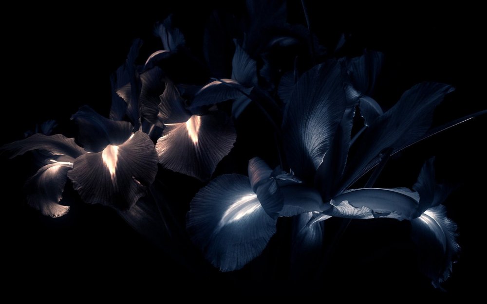 Цветы на черном фоне
