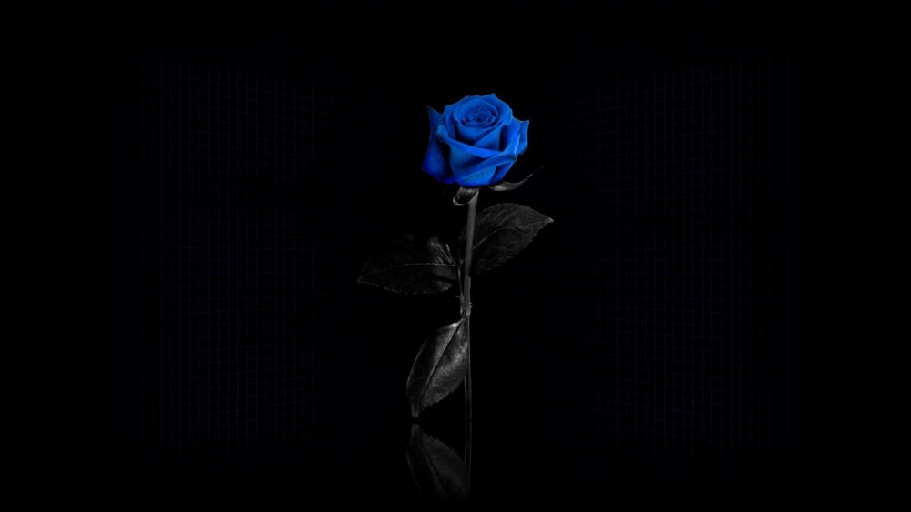 Голубая роза на черном фоне