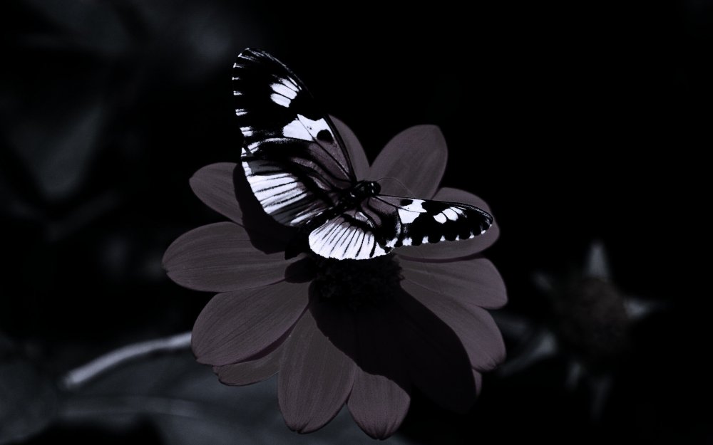 Темные бабочки