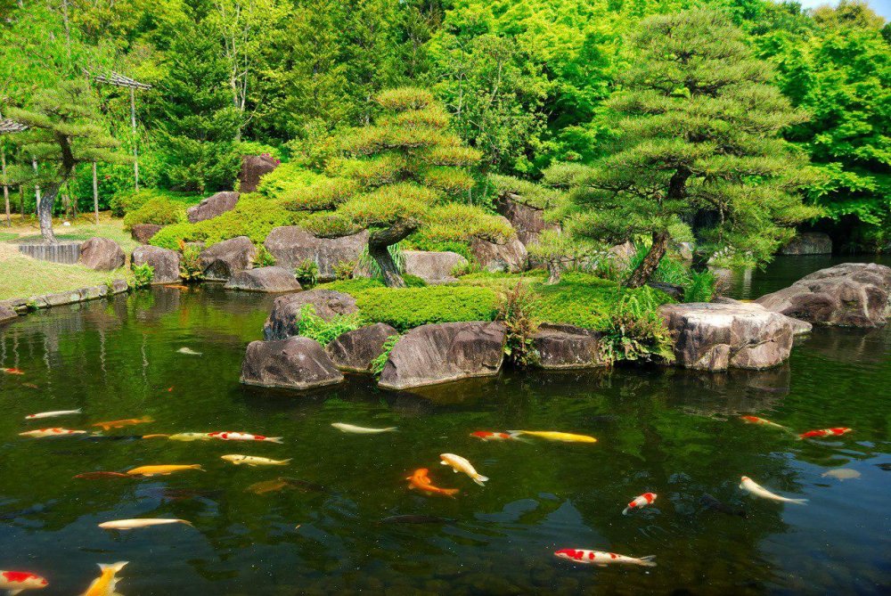 Япония парк Карпов коя