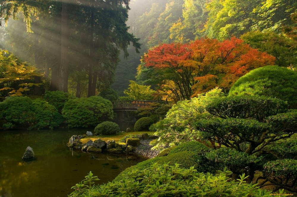 Японский сад пейзаж