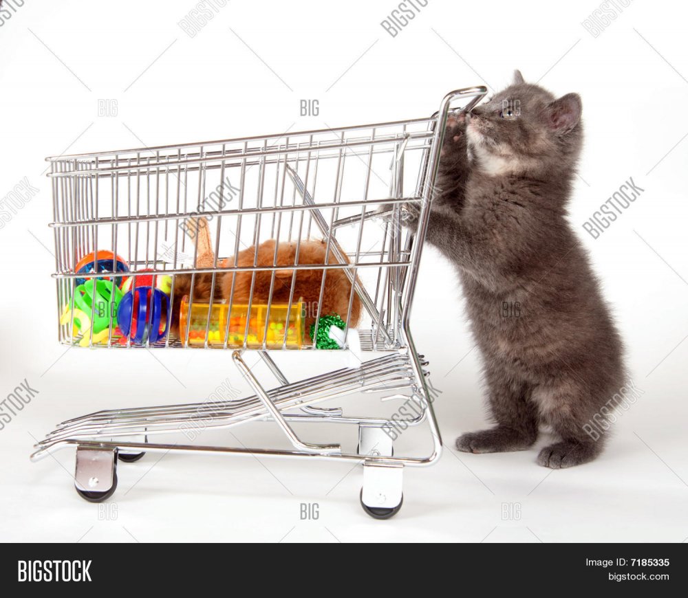 Кот с покупками