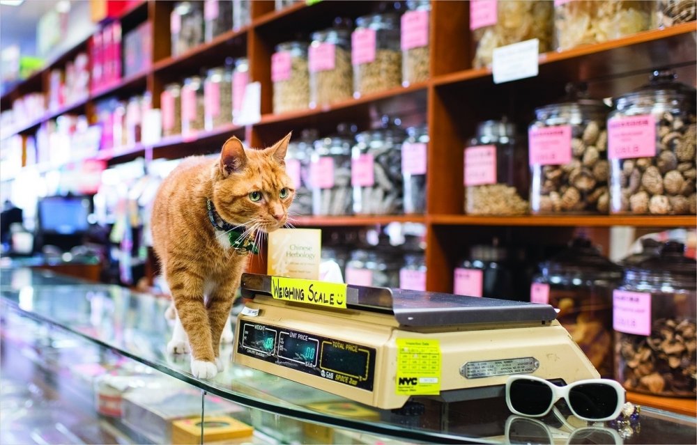 Кошка в магазине