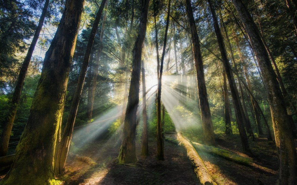 Солнце сквозь лес