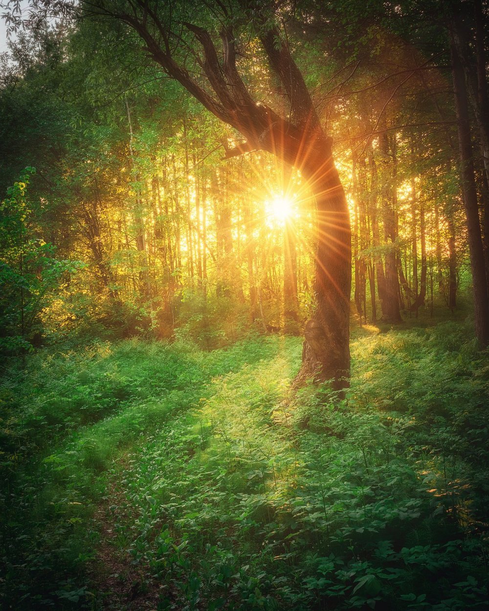 "Солнце в лесу"