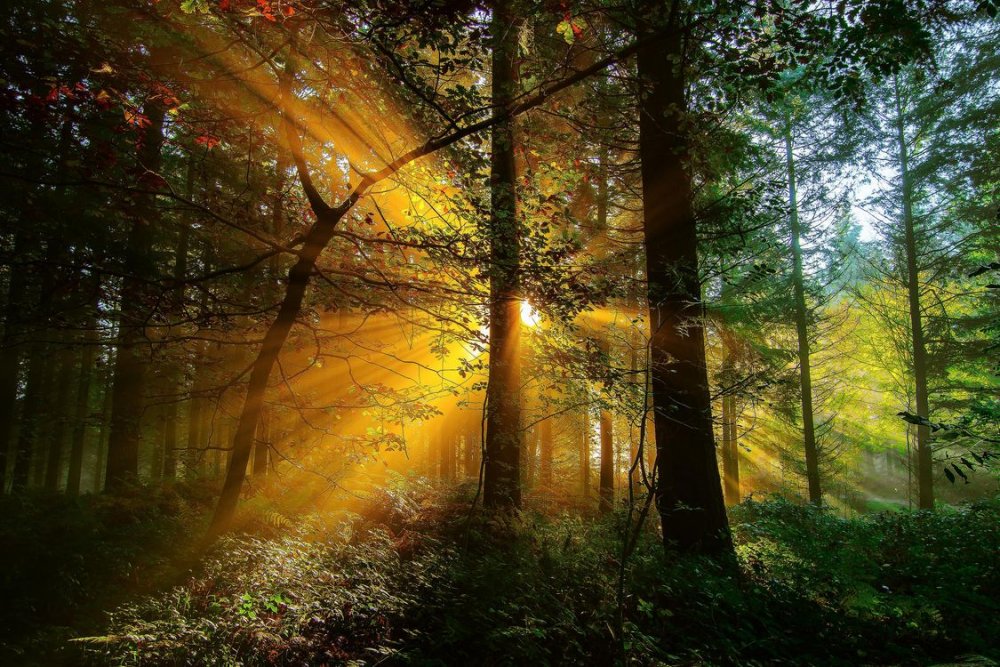 Лучи солнца в лесу