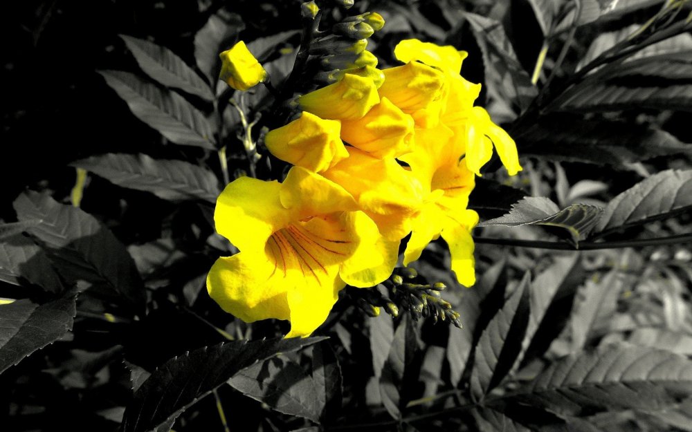 Желто черные цветы