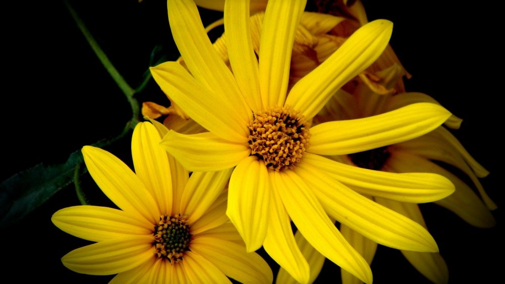 Черно-желтые цветы