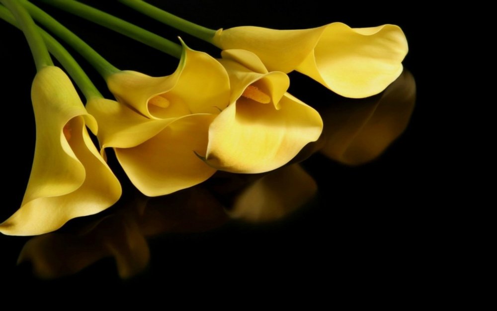 Желтые цветы на черном фоне