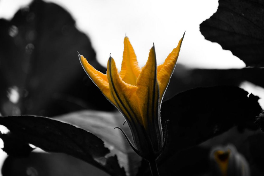 Желтые цветы Макросъемка