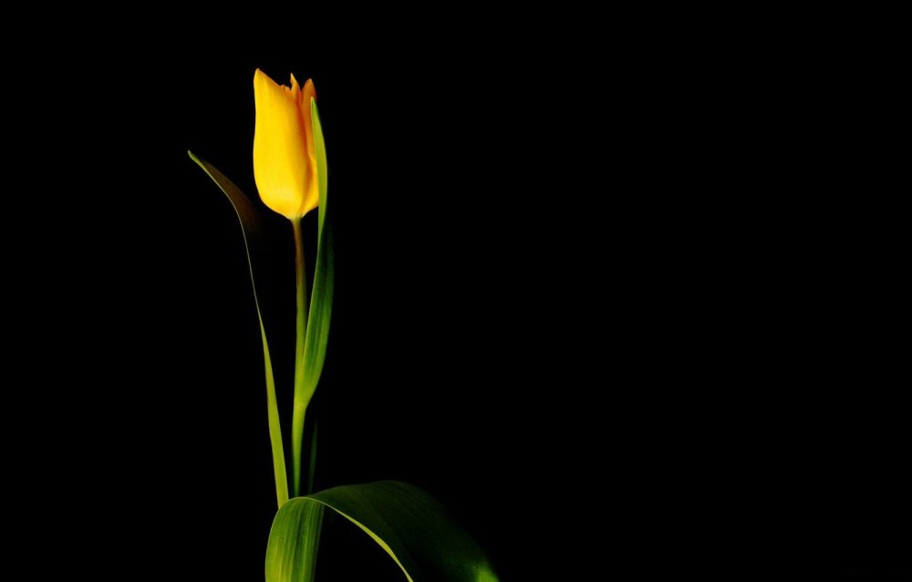 Цветок желтый с черными полосками